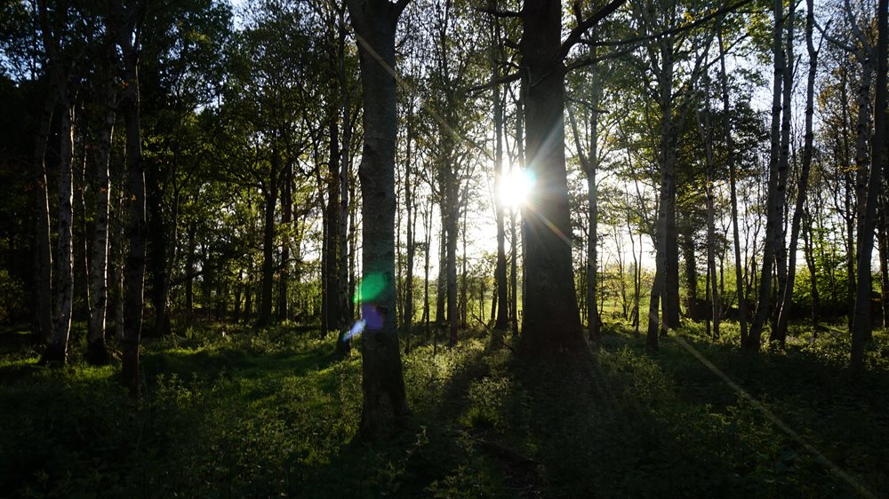 Trees in a wood