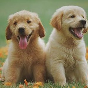 cc0-puppies-dogs-autumn-standard.jpg