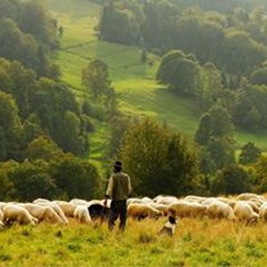 CC0-sheep-standard.jpg