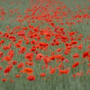 PA-20182934-world-war-1-field-poppies-poppy-credit.jpg