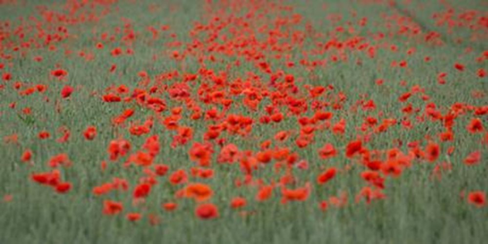 PA-20182934-world-war-1-field-poppies-poppy-credit.jpg