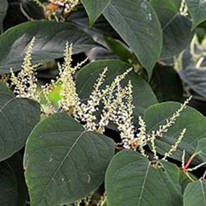 CCo-Japanese-Knotweed-standard-17-19.jpg