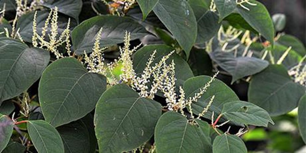 CCo-Japanese-Knotweed-standard-17-19.jpg