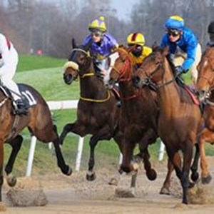 CC0-race-horses-petitions-standard.jpg