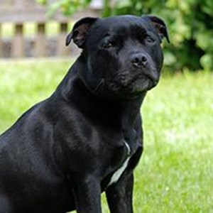 cc0-staffordshire-bull-terrier-dog-standard.jpg