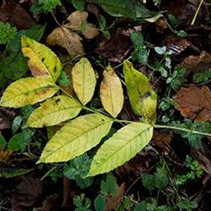 PA-Ash-Dieback-standard.jpg