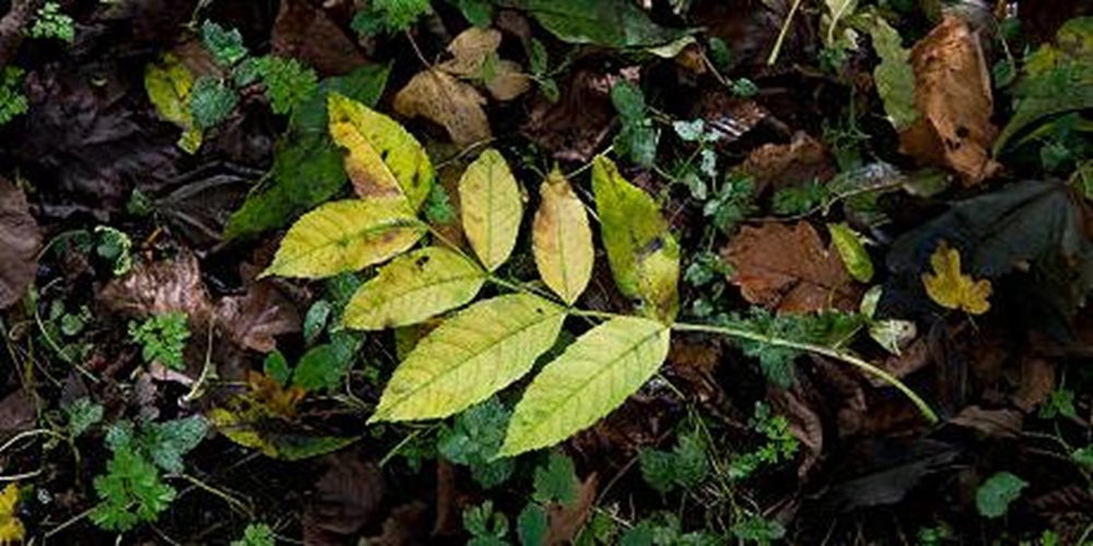 PA-Ash-Dieback-standard.jpg