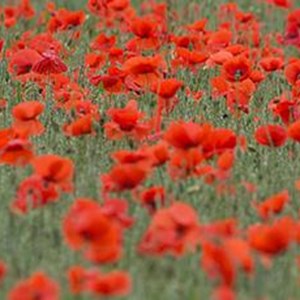 PA-20182934-world-war-1-field-poppies-poppy-credit.jpg