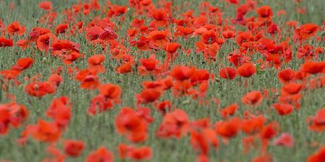 PA-20182934-world-war-1-field-poppies-poppy-credit.jpg