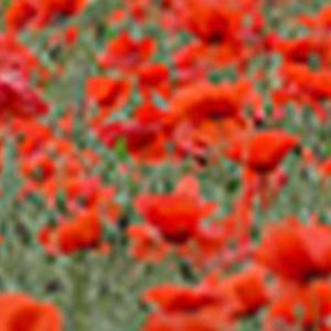 PA-20182934-world-war-1-field-poppies-poppy-credit.jpg